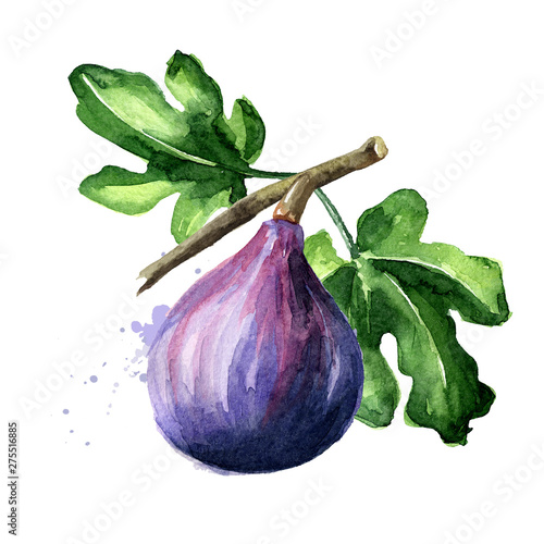 Fresh ripe purple fig fruit and leaves on a branch. Watercolor hand drawn illustration isolated on white background photo