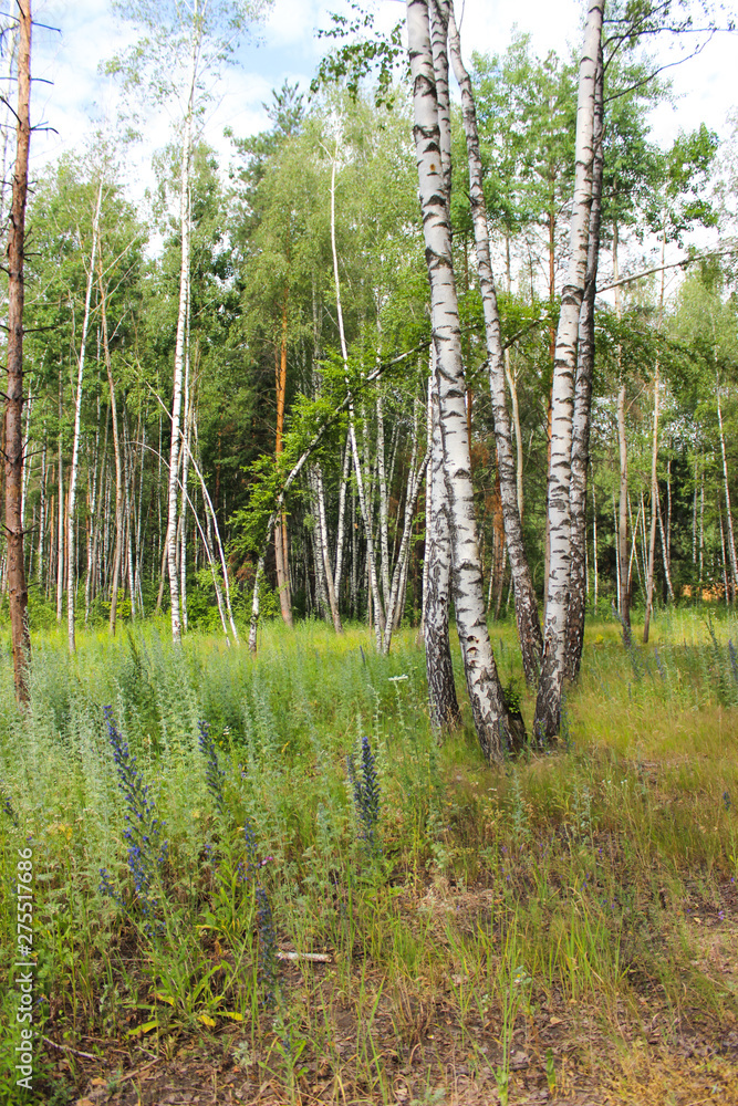 Obraz premium Fairy forest. Tallest pine. In the foreground five birches. Around forest flowers, green grass. Summer.