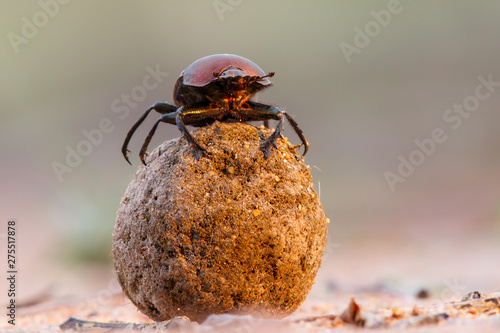 фотографія Dung beetle on his dung ball to impress the ladies in Sabi Sands GR, part of the