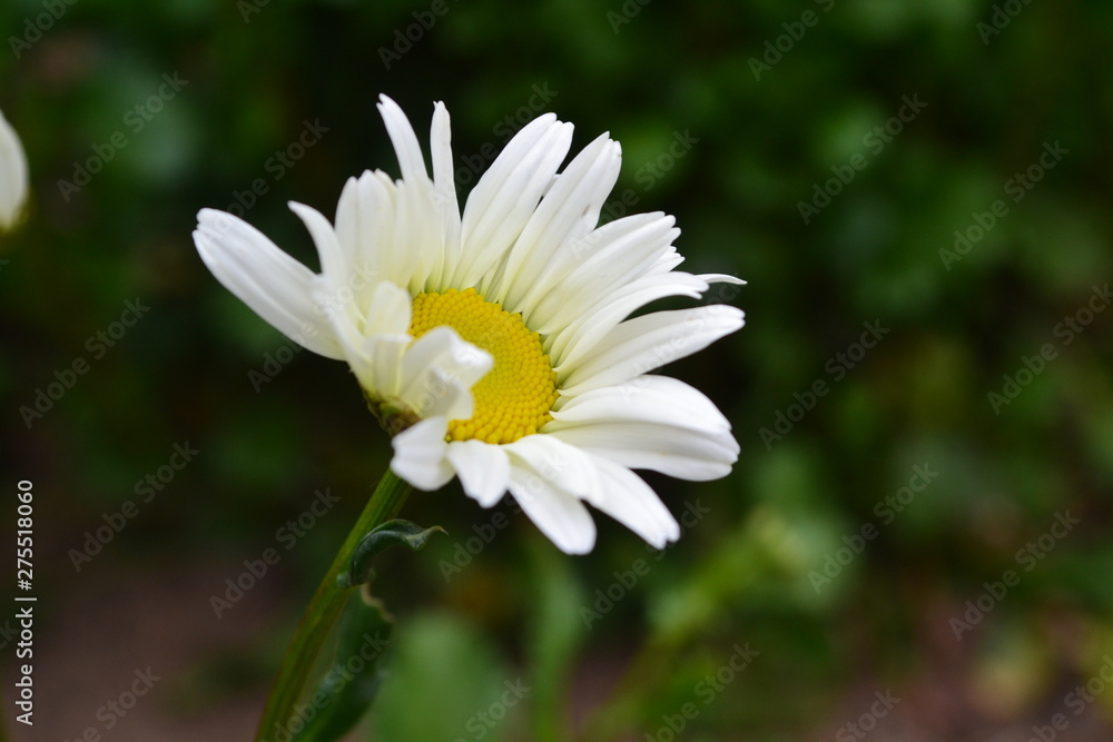 chamomile closeup on green background chamomile closeup on green background