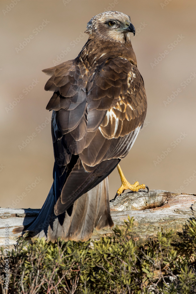 Fototapeta premium Birds of Prey - Male Marsh Harrier (Circus aeruginosus), perched on a log