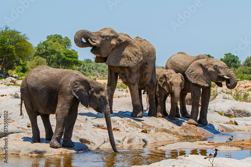 elephant herd drinking in Kruger National Park in South Africa