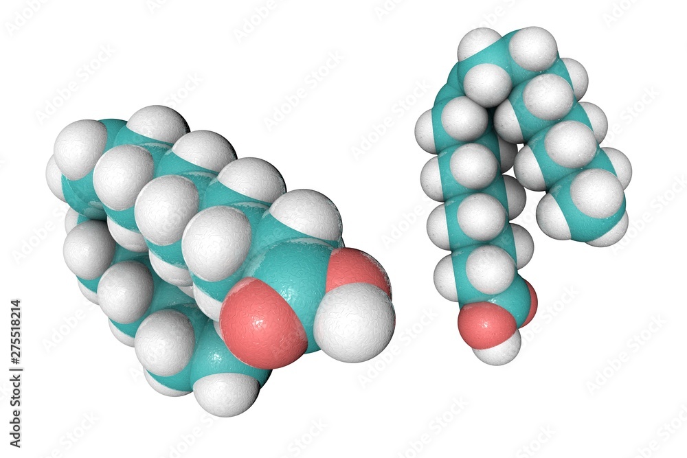 Molecular model of oleic acid. Atoms are represented as spheres with conventional color coding: hydrogen (white), carbon (light blue), oxygen (red). 3d illustration Molecular model of oleic acid. Atoms are represented as spheres with conventional color coding: hydrogen (white), carbon (light blue), oxygen (red). 3d illustration