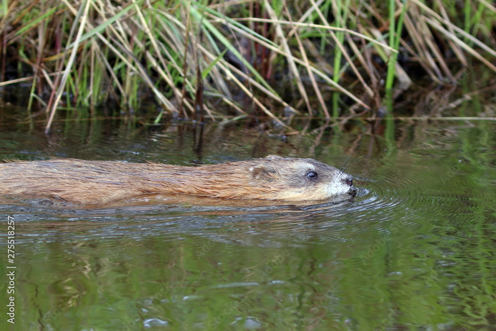 Ondatra zibethicus. Muskrat swims along the shore of the pond Ondatra zibethicus. Muskrat swims along the shore of the pond