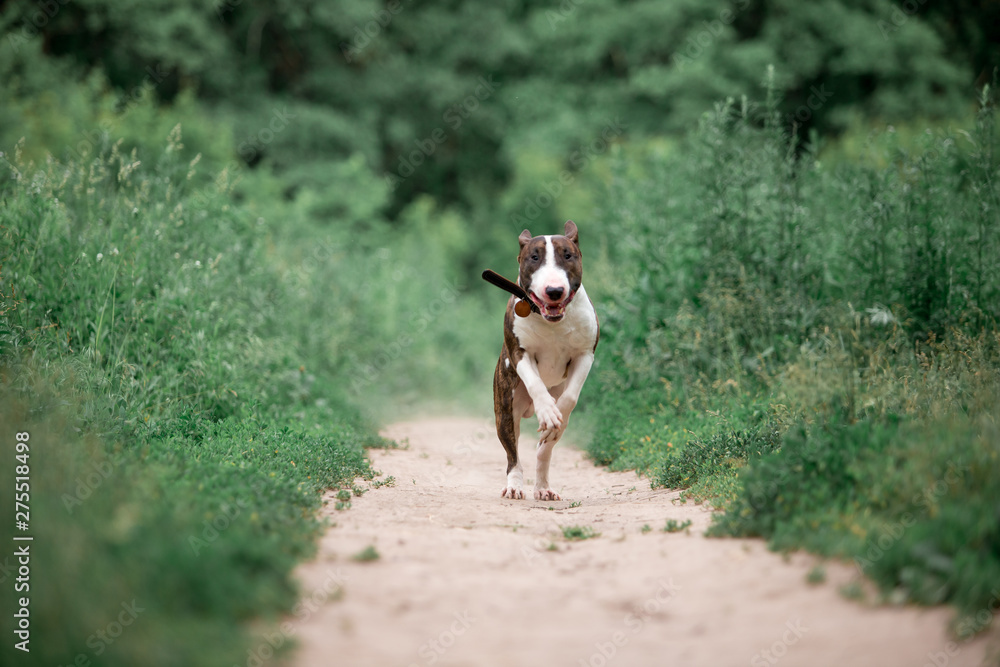 Beautiful dog breed bull terrier walks on green nature Beautiful dog breed bull terrier walks on green nature