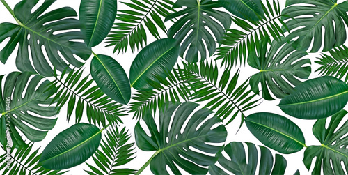 Horizontal artwork composition of trendy tropical green leaves - monstera, palm and ficus elastica isolated on white background (mixed).