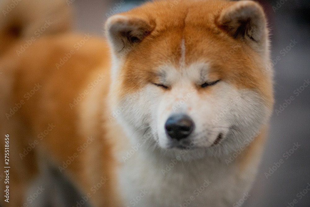 Dogs of different breeds they are always loyal fnd best friends for humabs. Dogs of different breeds they are always loyal fnd best friends for humabs.