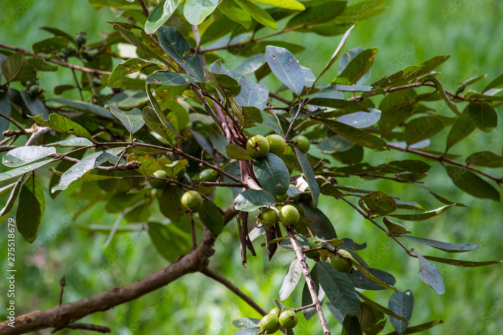 fruit tree guava
