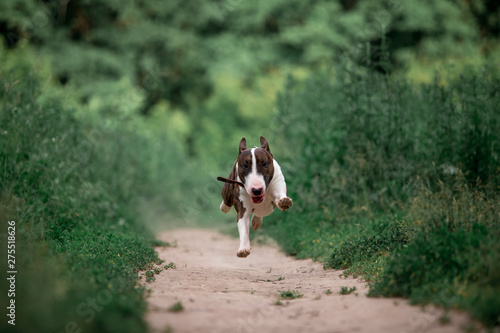 Beautiful dog breed bull terrier walks on green nature © Мария Старосельцева