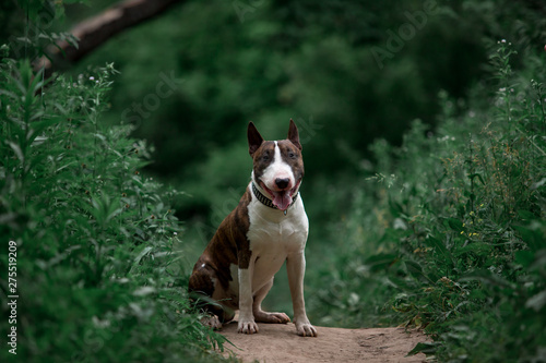 Beautiful dog breed bull terrier walks on green nature