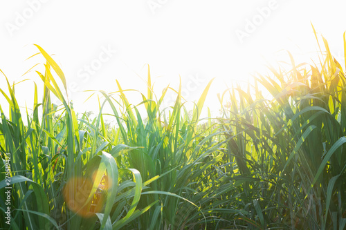 light splashing on the cane