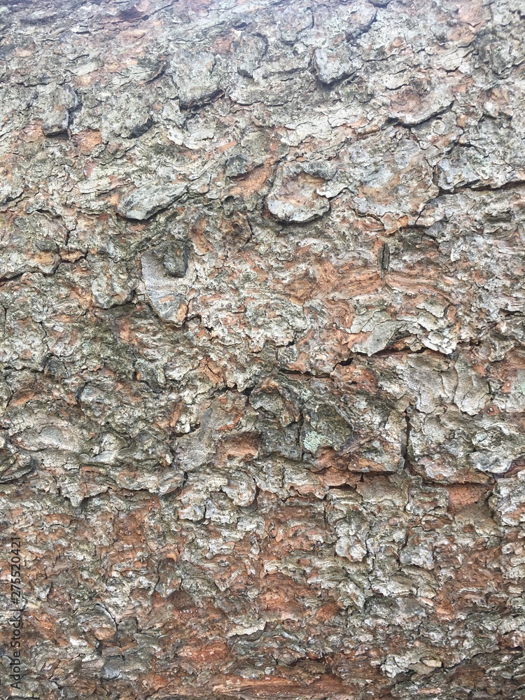 Norway Spruce Bark Norway Spruce Bark
