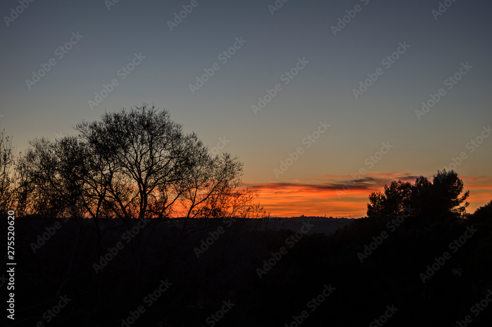 silhouette of trees silhouetted against a dark orange and blue sky, at sunset