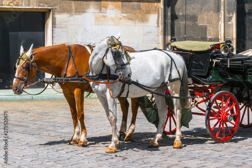 Two horses harnessed to a cart © stavrida