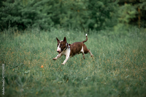 Beautiful dog breed bull terrier walks on green nature