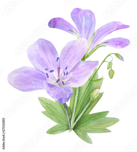 Fototapeta Naklejka Na Ścianę i Meble -  Botanical watercolor illustration of lilac geranium flowers isolated on white background.