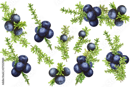 Set of black forest northern berries of the crowberry, painted in watercolor. Ideal for wedding invitations, cards, logos photo