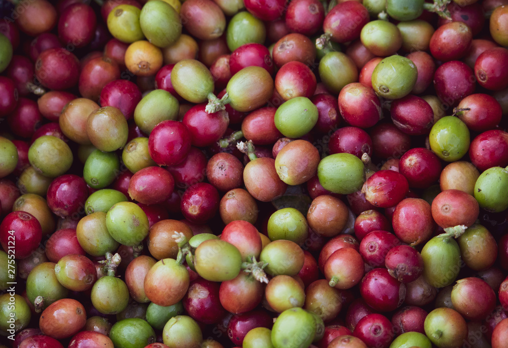 Ripe red coffee harvested