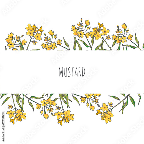 Vector background with mustard branches with flowers. Hand drawn botanical texture with herb. Sketch for floral design