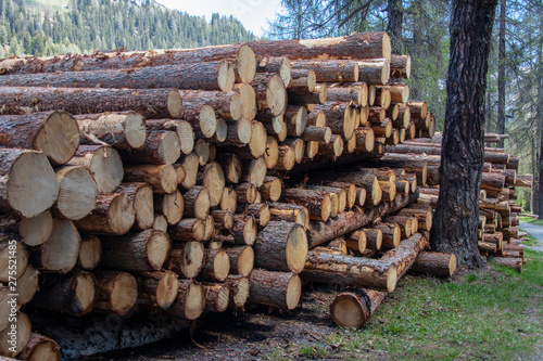 View from a pile with tree trunks