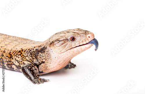 Eastern blue-tongued skink on white background