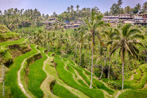 Tegallalang Rice Terraces in Ubud, Bali, Indonesia
