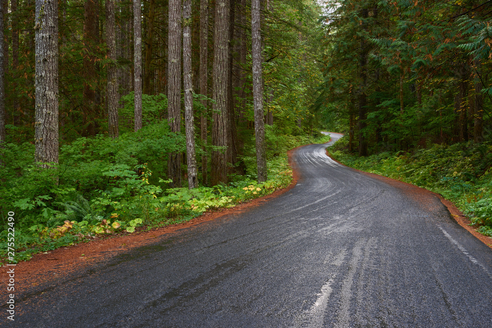 Fototapeta premium Forest winding road after rain..Washington, USA Pacific Northwest.