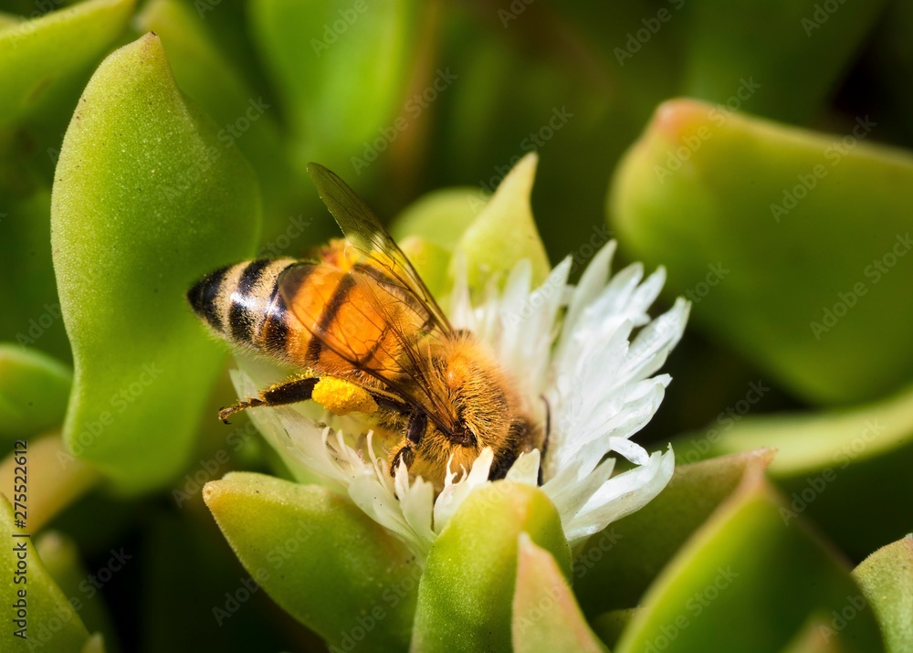 This close up macro image shows a bee feeding and pollinating in a blooming white succulent flower. This close up macro image shows a bee feeding and pollinating in a blooming white succulent flower.