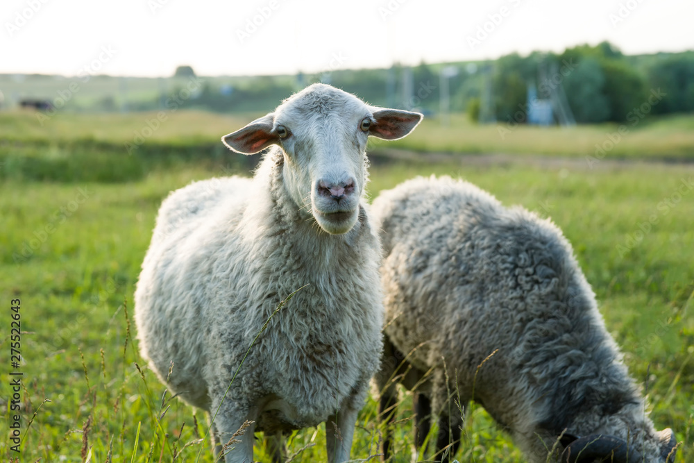 Naklejka premium Sheep graze in the meadow. One sheep looks straight, the other sheep bows its head and eats grass. Selective focus.