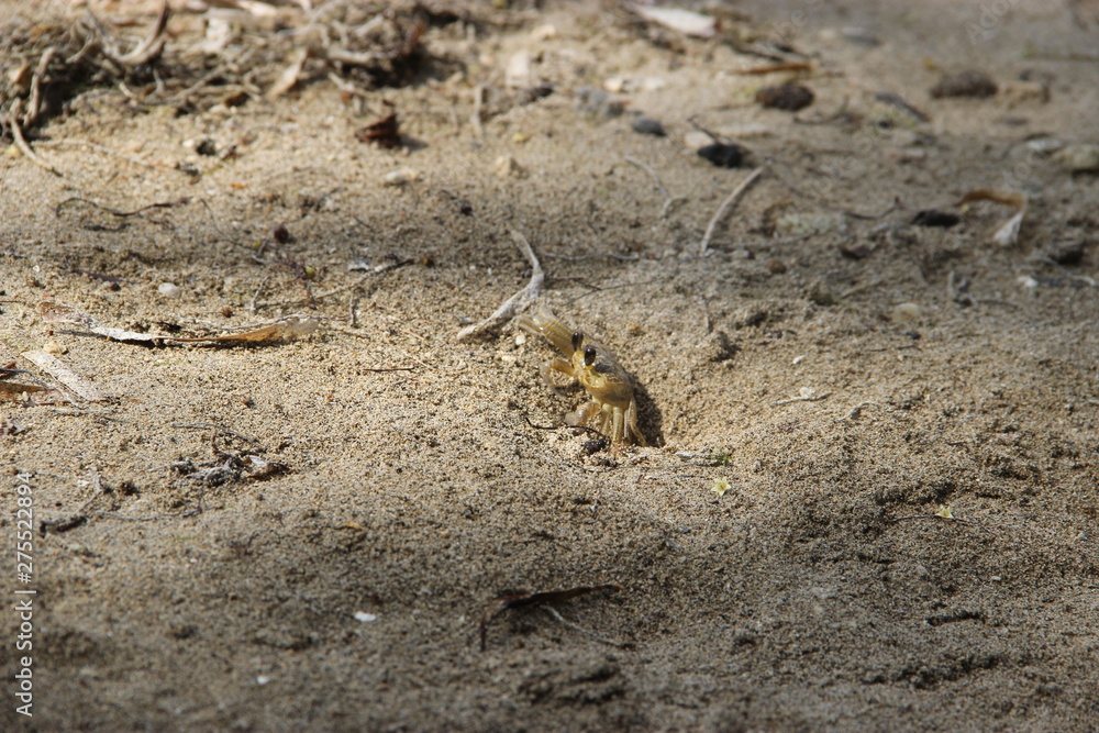chipmunk on a rock chipmunk on a rock