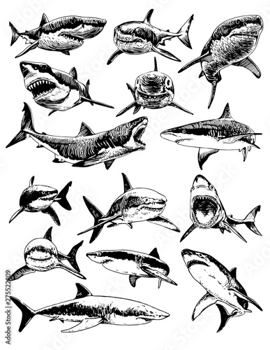 Graphical set of sharks isolated on white background, vector illustration