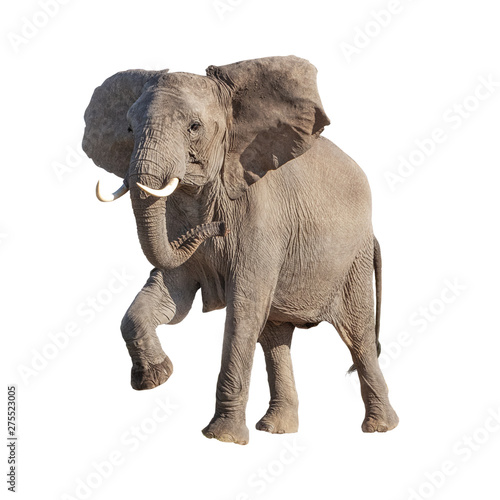 African Elephant Raising Leg Isolated © adogslifephoto