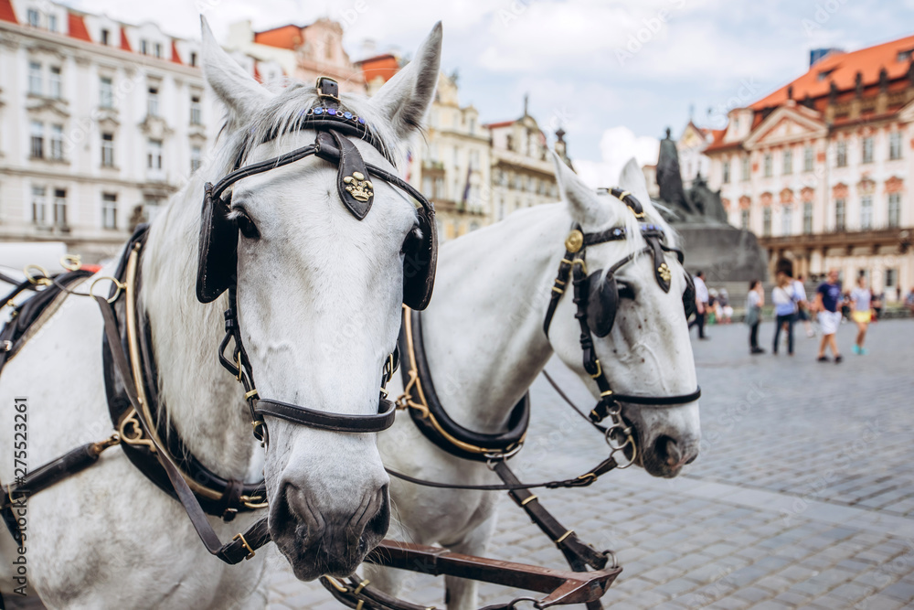 Two horses - white and black on the Old Town Square of Prague. View of the postcard Prague. View of Tyn church in sunny weather with blue sky.