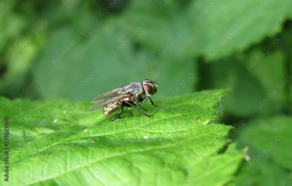 Fly on green leaf in the garden, closeup Fly on green leaf in the garden, closeup