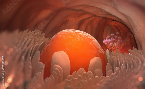 Slika na platnu Egg cell leaves the ovary