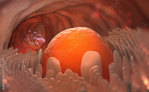 Egg cell leaves the ovary. Ovulation. Natural fertilization. 3D illustration on medical topics photo