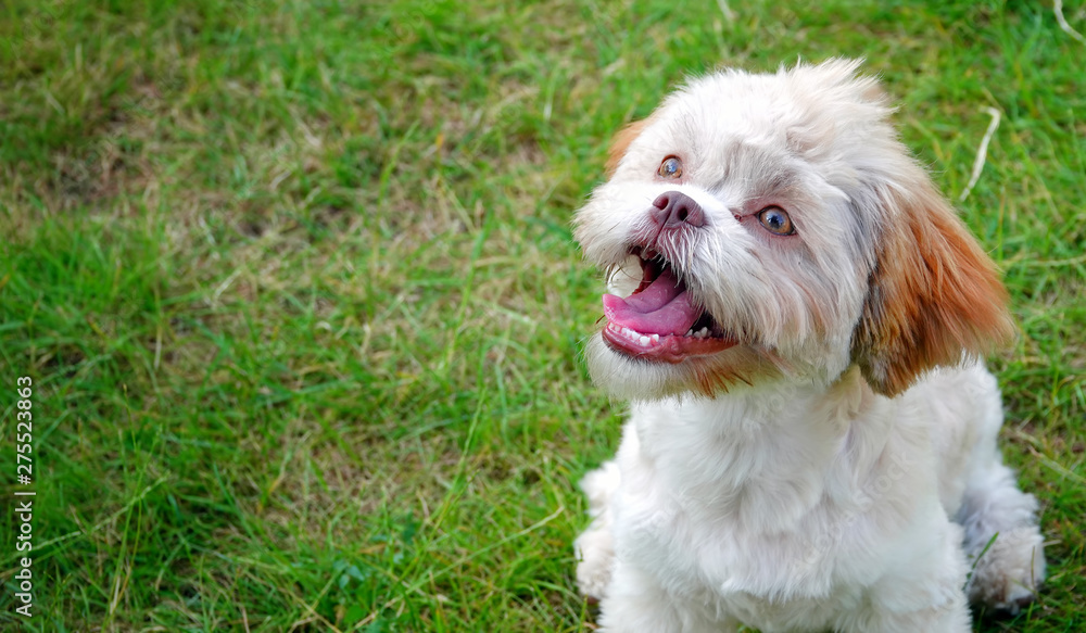 Sweet Cute Dog on Green Grass