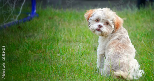 Sweet Cute Dog on Green Grass