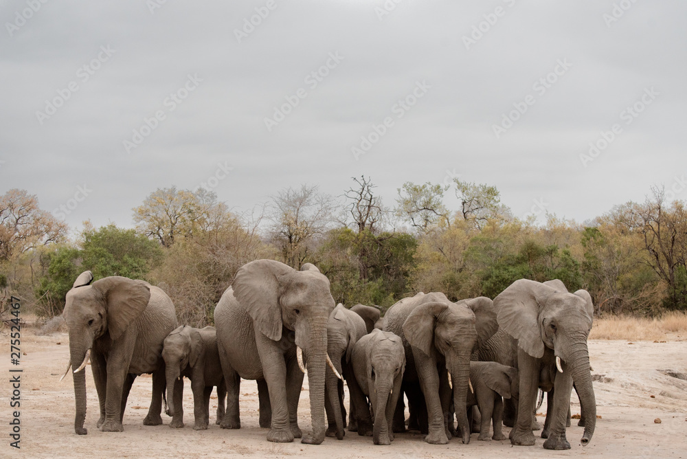 Fototapeta premium Elephants