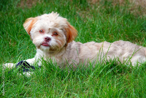 Sweet Cute Dog on Green Grass