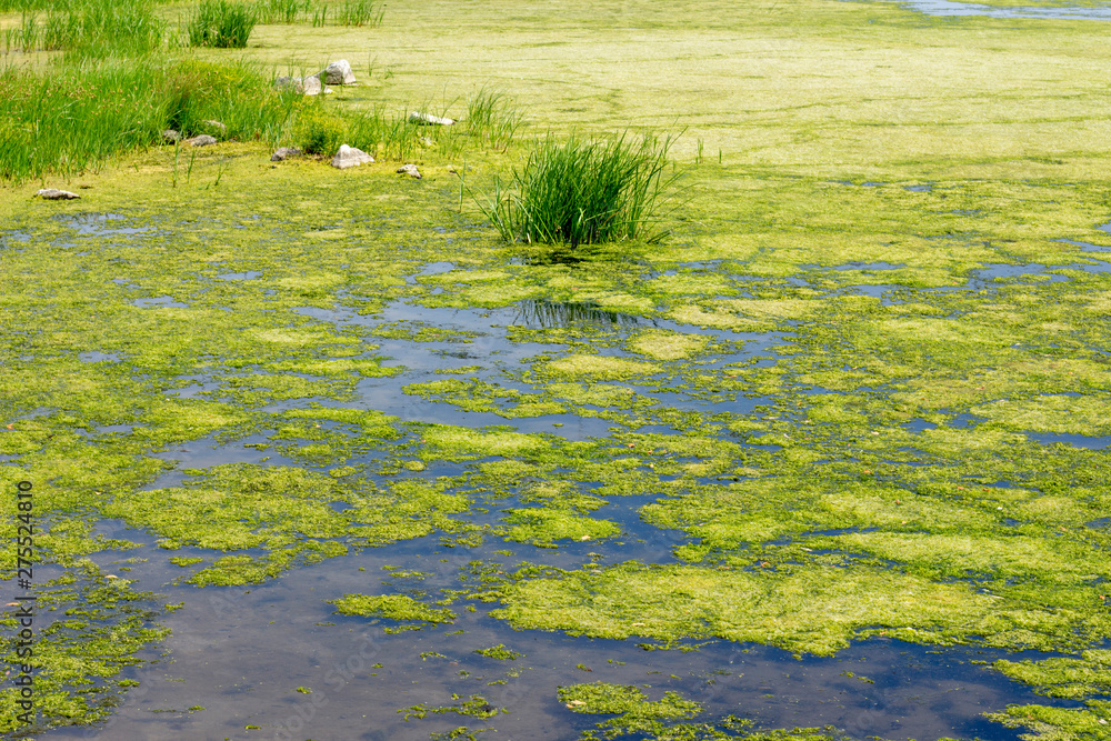 tina and algae on the lake, river, pond. Water bloom. Overgrown water surface