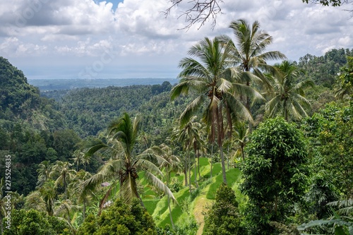 Palmen Bali