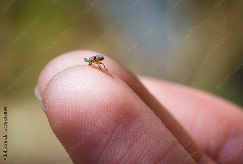 This macro outdoor image shows a small interesting leaf hopper bug on a human finger.