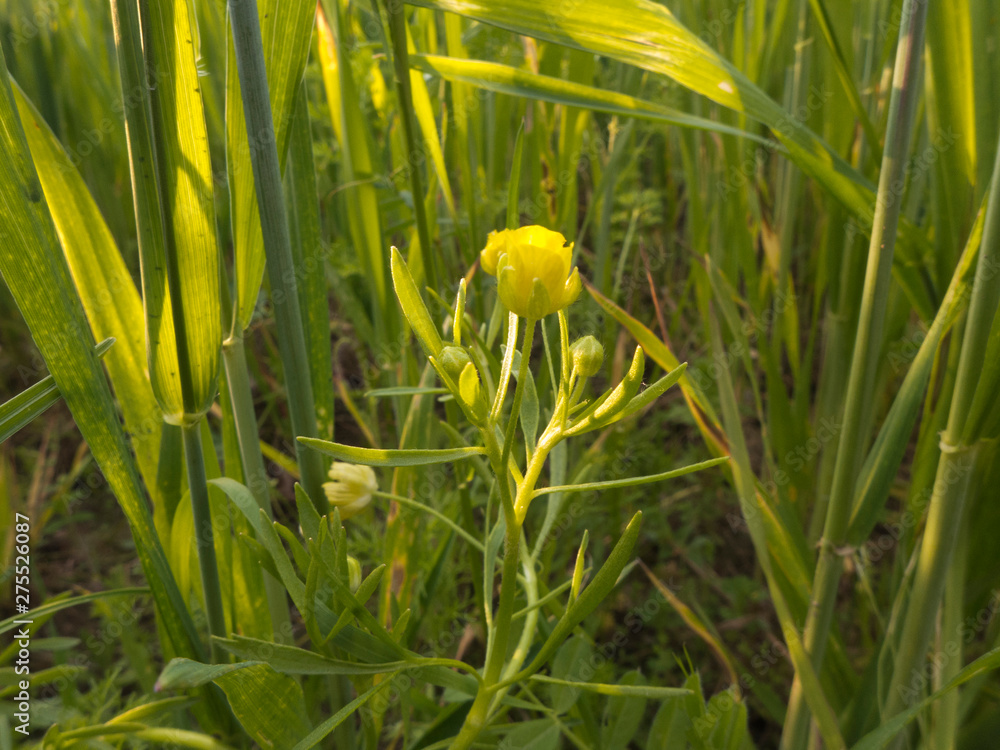Acker-Hahnenfuß Ranunculus arvensis ist ein Hahnenfußgewächs. Sie kommt