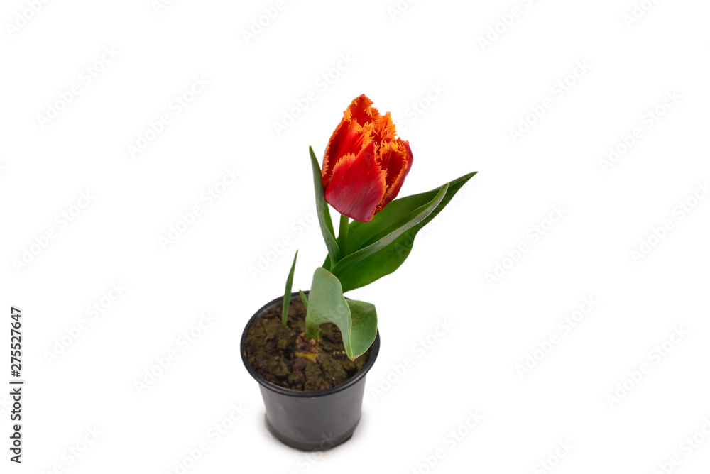 Fototapeta premium Tulip in a pot isolated on white background.