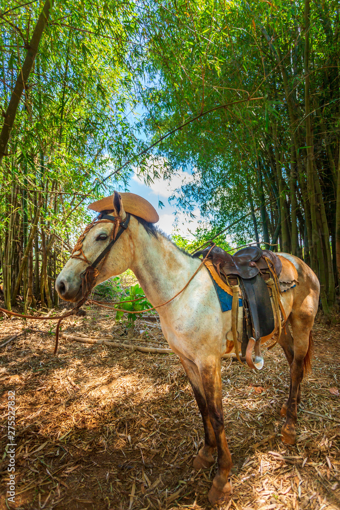 Horse with cowboy hat in Vinales, UNESCO, Pinar del Rio.