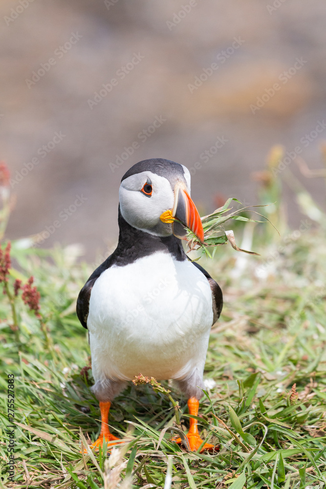 Naklejka premium Puffin with grass in beak on Lunga Treshnish isles in Scotland