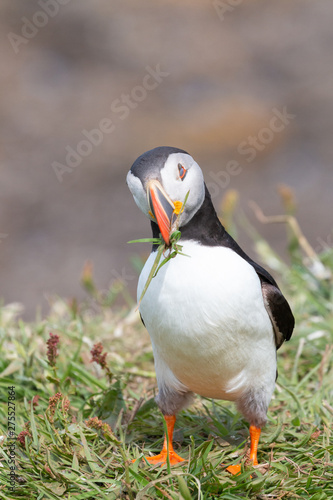 Curious Puffin carrying grass on Lunga Treshnish isles in Scotland © Alexisaj
