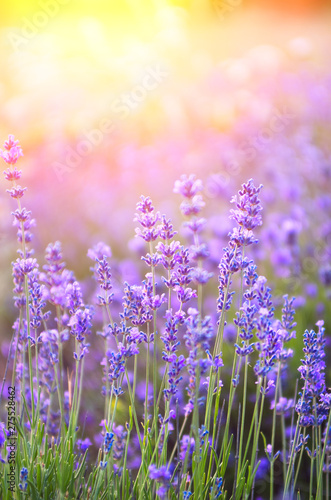Lavender field during flowering at sunset.