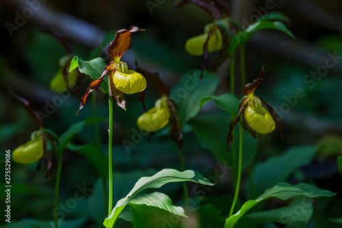 Rare Ladys slipper orchid i...